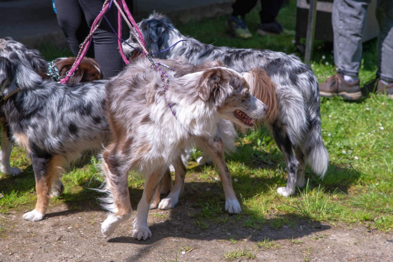 Mini-Aussie - The sunny side of Life