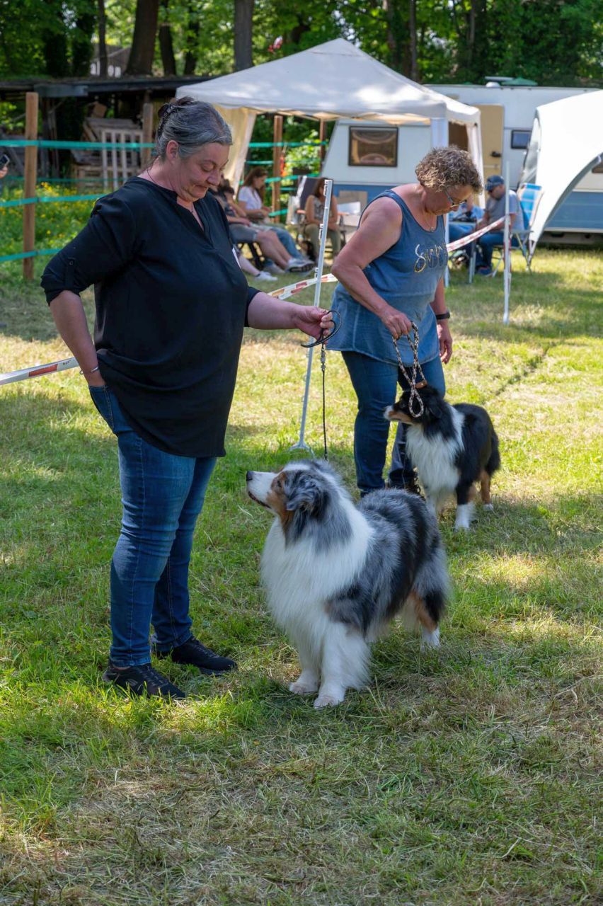 Mini-Aussie - The sunny side of Life